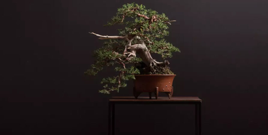 Bonsai Japon Sanatı - Bonsai Mira